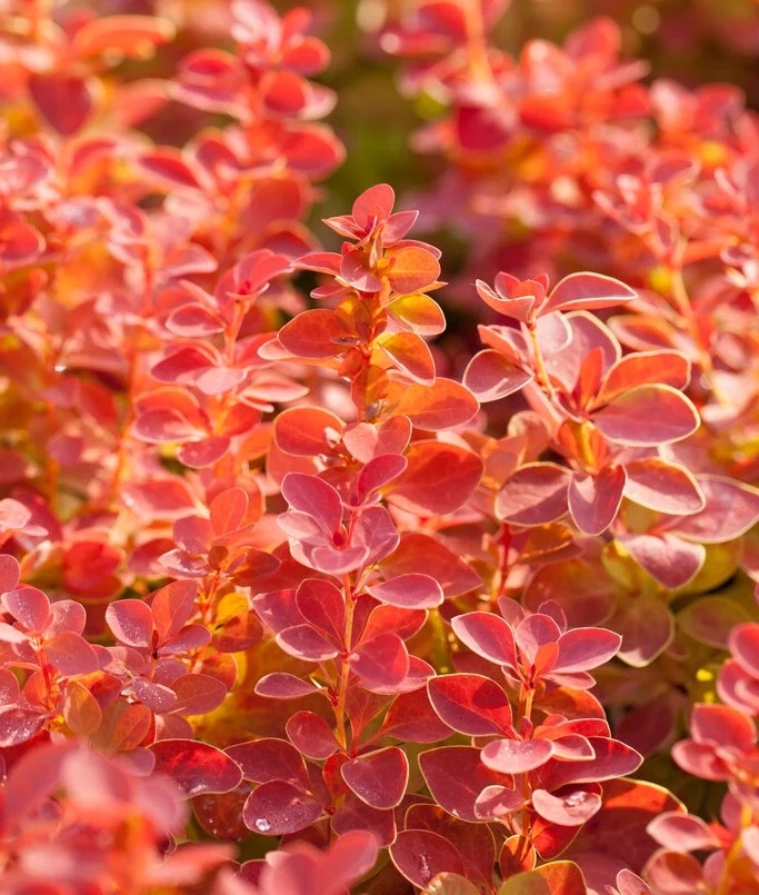 Berberis thunbergii 'Orange Ice' / Japán borbolya