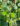 betula-spider-alley-csavart-nyirfa