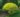 betula_nana_golden_treasure