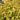 betula_nana_golden_treasure_torpe_nyir