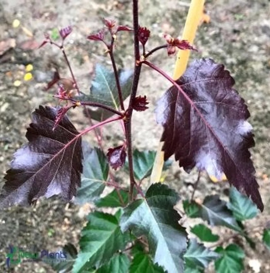 Betula pendula 'Fuzzy Feathers' / Közönséges nyír
