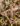 corokia_frosted_chocolate