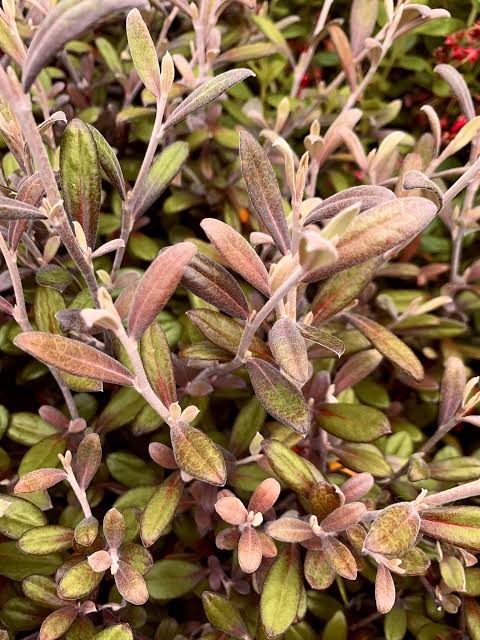 Corokia virgata 'Frosted Chocolate' / Dobozfa