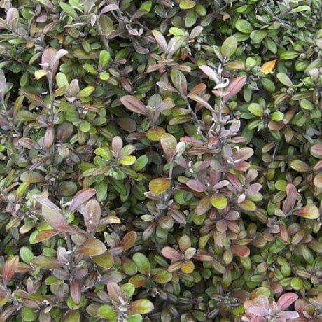 Corokia virgata 'Frosted Chocolate' / Dobozfa - Image 3