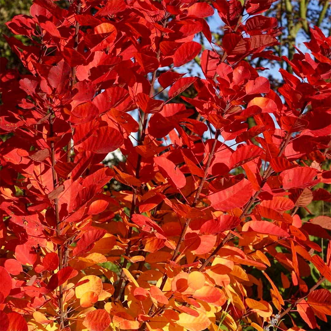 Cotinus coggygria ’Flamissimo’ / Cserszömörce