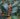 distylium_blue_cascade_virag