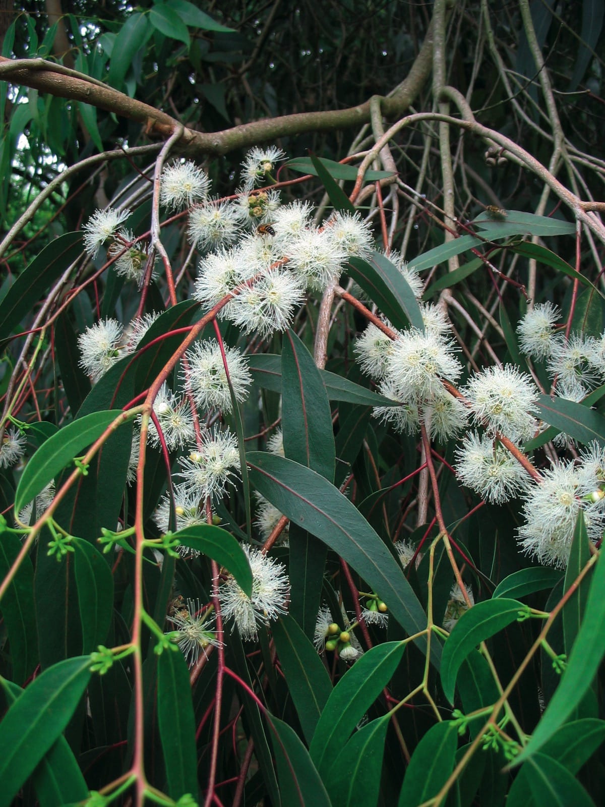 Eucalyptus macarthurii / Eukaliptusz