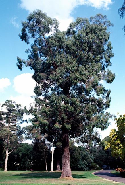 Eucalyptus macarthurii / Eukaliptusz - Image 2
