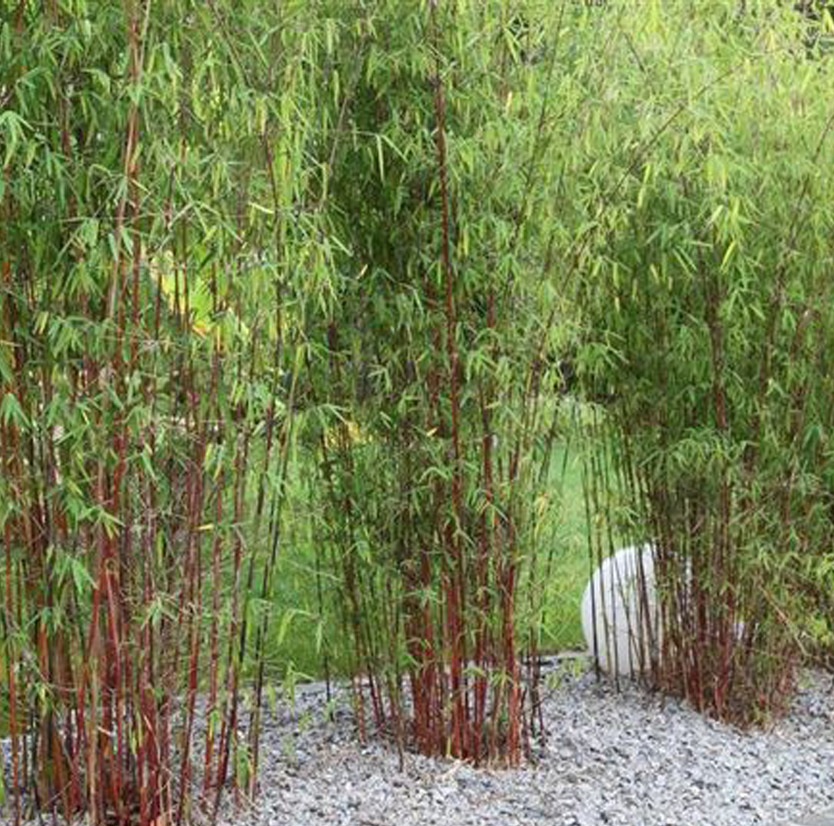 Fargesia scabrida 'Asian Wonder' / Ázsiai esernyőbambusz - Image 2
