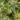hedera_helix_yellow_ripple_borostyan