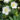 helleborus-niger-mont-blanc-hunyor