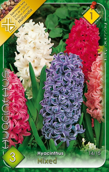 Hyacinthus Mixed / Jácint virághagyma színkeverék (3 db-os)