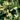 lonicera-marbled-queen-japán lonc