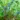 lonicera_caerula_blue_pagoda_mezbogyo