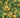 lycium_barbarum_golden_goji_bogyo