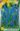 muscari_armeniacum_ormeny_gyongyike_viraghagyma