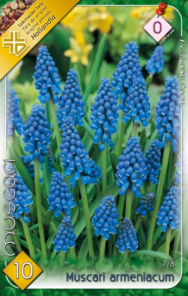 Muscari armeniacum / Örmény gyöngyike virághagyma