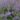 nepeta_faassenii_kit_kat_macskamenta
