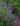 nepeta_racemosa_grog_macskamneta