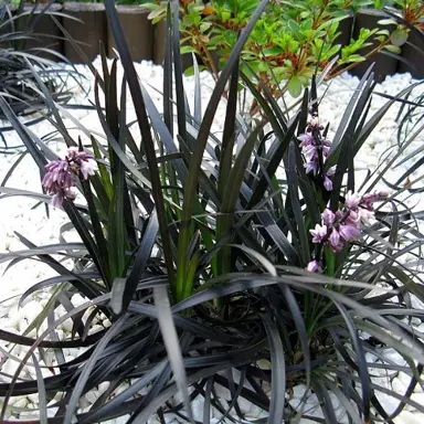 Ophiopogon planiscapus 'Black Dragon' / Feketelombú kígyószakáll