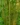 phyllostachys_aureosulcata_spectabilis_bambusz.jpg
