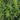 prunus_laurocerasus_zsofi_babermeggy