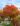 quercus_palustris_green_dwarf_gomb_mocsaritolgy