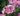 rosa_mel_bee_rozsa