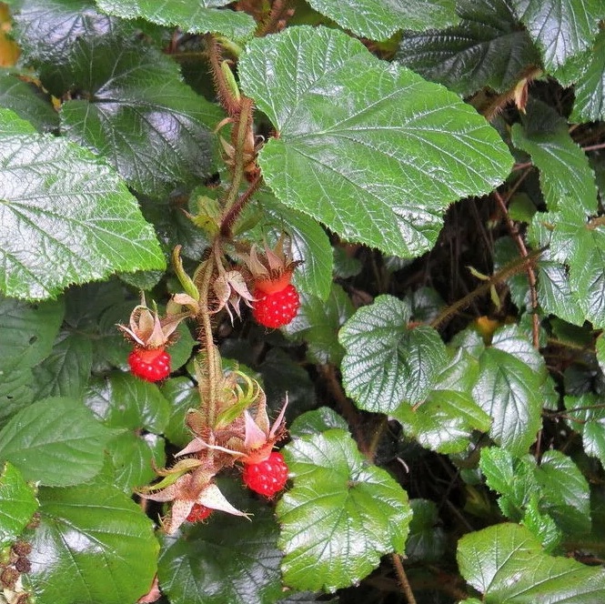 Rubus tricolor / Háromszínű szeder