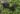 sambucus_nigra_holunder_nova_fekete_bodza