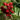 sorbopyrus_rubinovaja