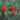 sorbus_krasnaja_krupnaja_nagytermesu-madarberkenye
