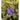 vinca_minor_argenteovariegata_kismeteng