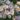 Anemone-hybrida-September-Charm-japan-szellorozsa