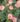 Apple_Jack_Rozsa