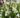 Gaura-lindheimeri-snowbird-diszgyertya