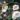 Helleborus-sahinii-Winterbells-hunyor