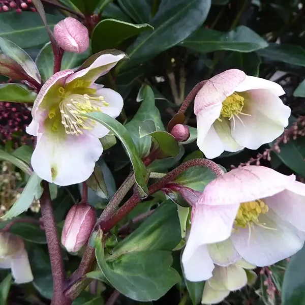 Helleborus x sahinii ’Winterbells’ / Hunyor