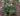 Helleborus_sahinii_Winterbells