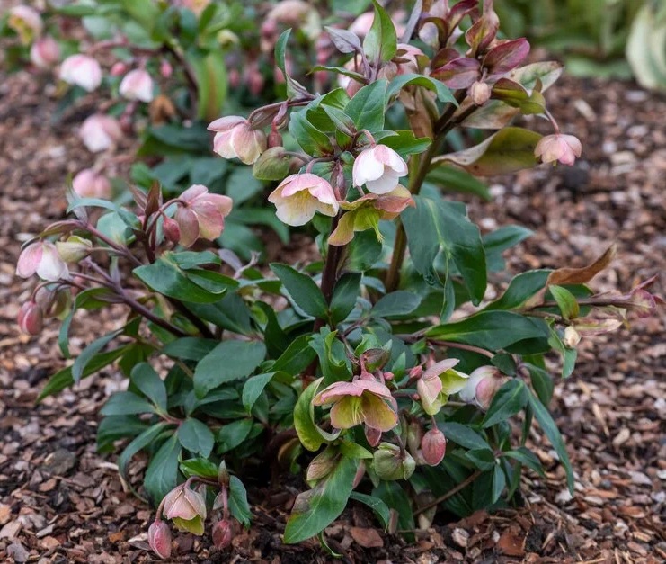 Helleborus x sahinii ’Winterbells’ / Hunyor - Image 2