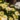 Leucanthemum_maximum_Western_Star_Leo_Yellow_margitvirag