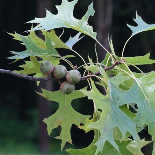 Quercus palustris / Mocsári tölgy - Image 2