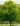 acer_rubrum_autumn_flame