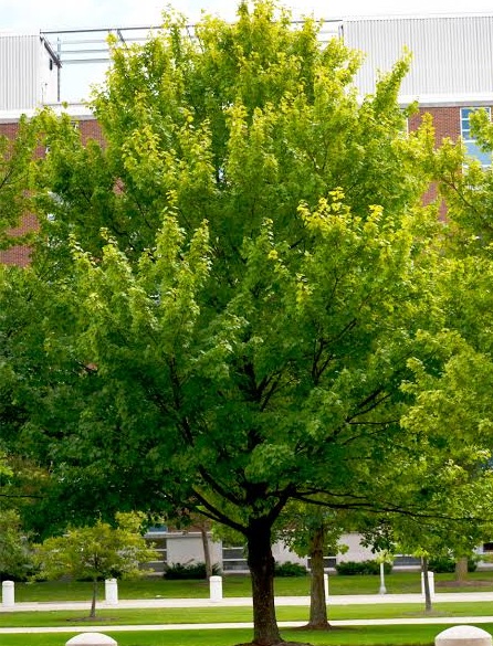 Acer rubrum ’Autumn Flame’ / Vörös juhar - Image 2