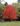 acer_rubrum_autumn_flame_voros_juhar