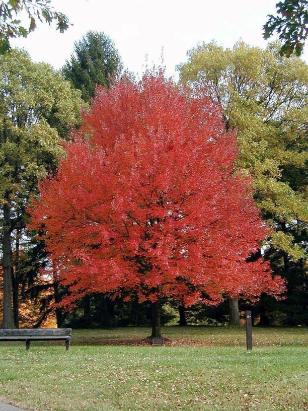 Acer rubrum ’Autumn Flame’ / Vörös juhar