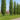 betula_pendula_fastigiata_joes