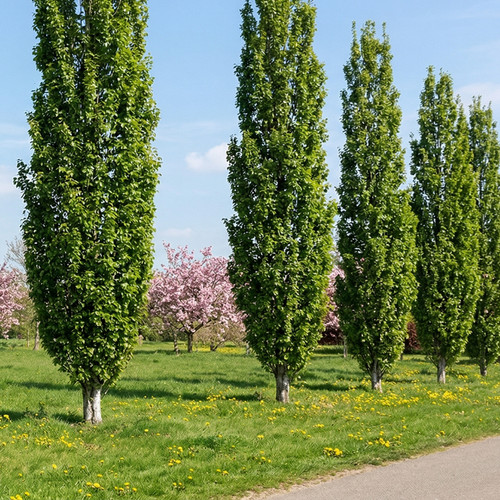 Betula pendula ’Fastigiata Joes’ / Oszlopos nyír - Image 2