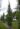 betula_pendula_fastigiata_joes_oszlopos_nyir