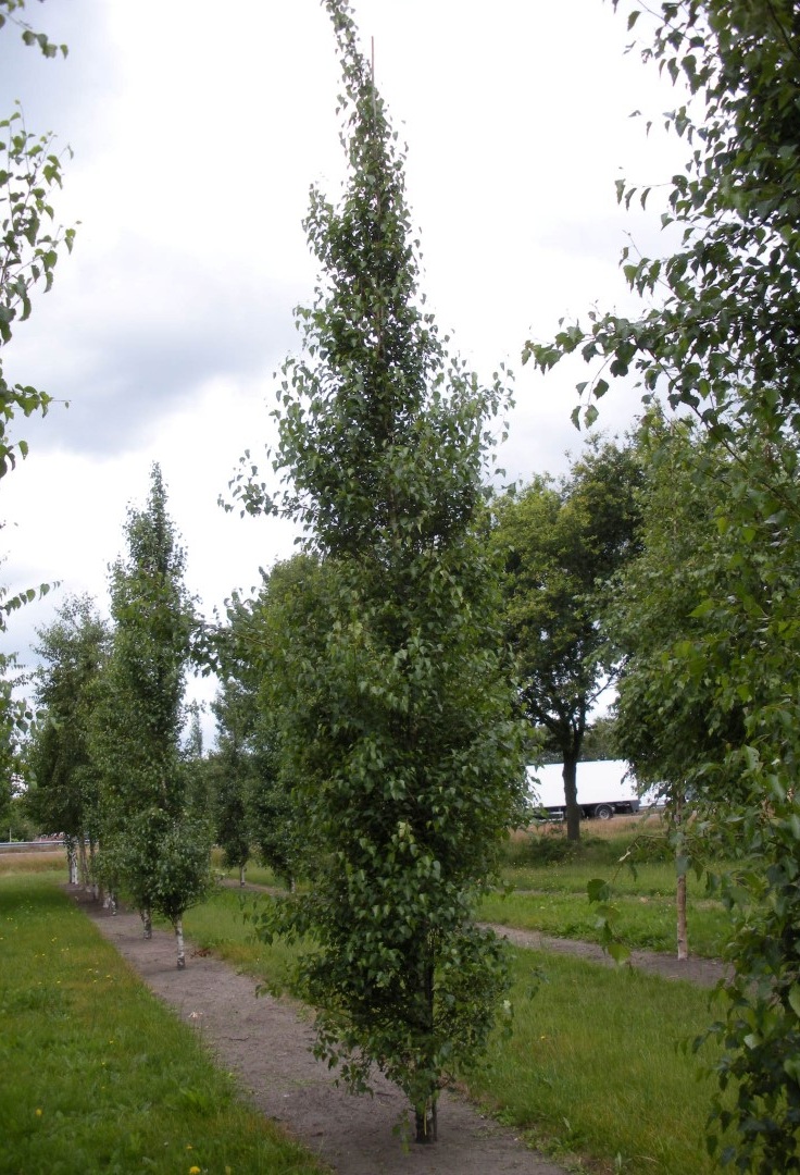 Betula pendula ’Fastigiata Joes’ / Oszlopos nyír